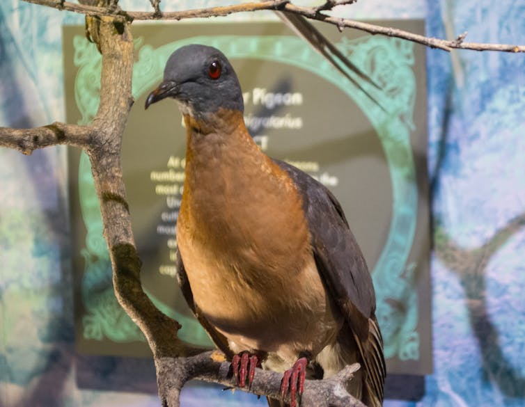 Taxidermied passenger pigeon in a museum display