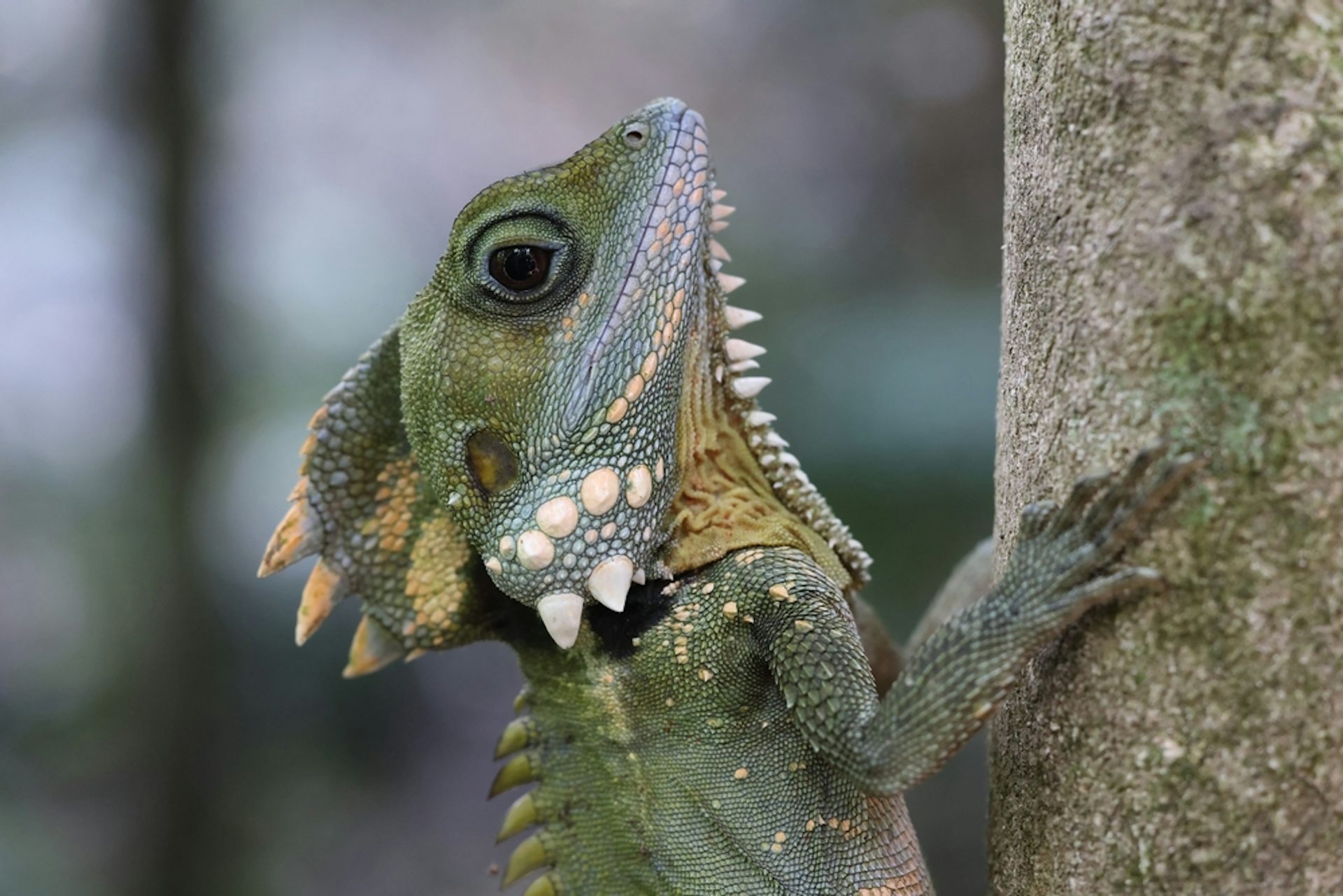 Idiotfruit and tree kangaroos: here’s why the ancient rainforests of ...