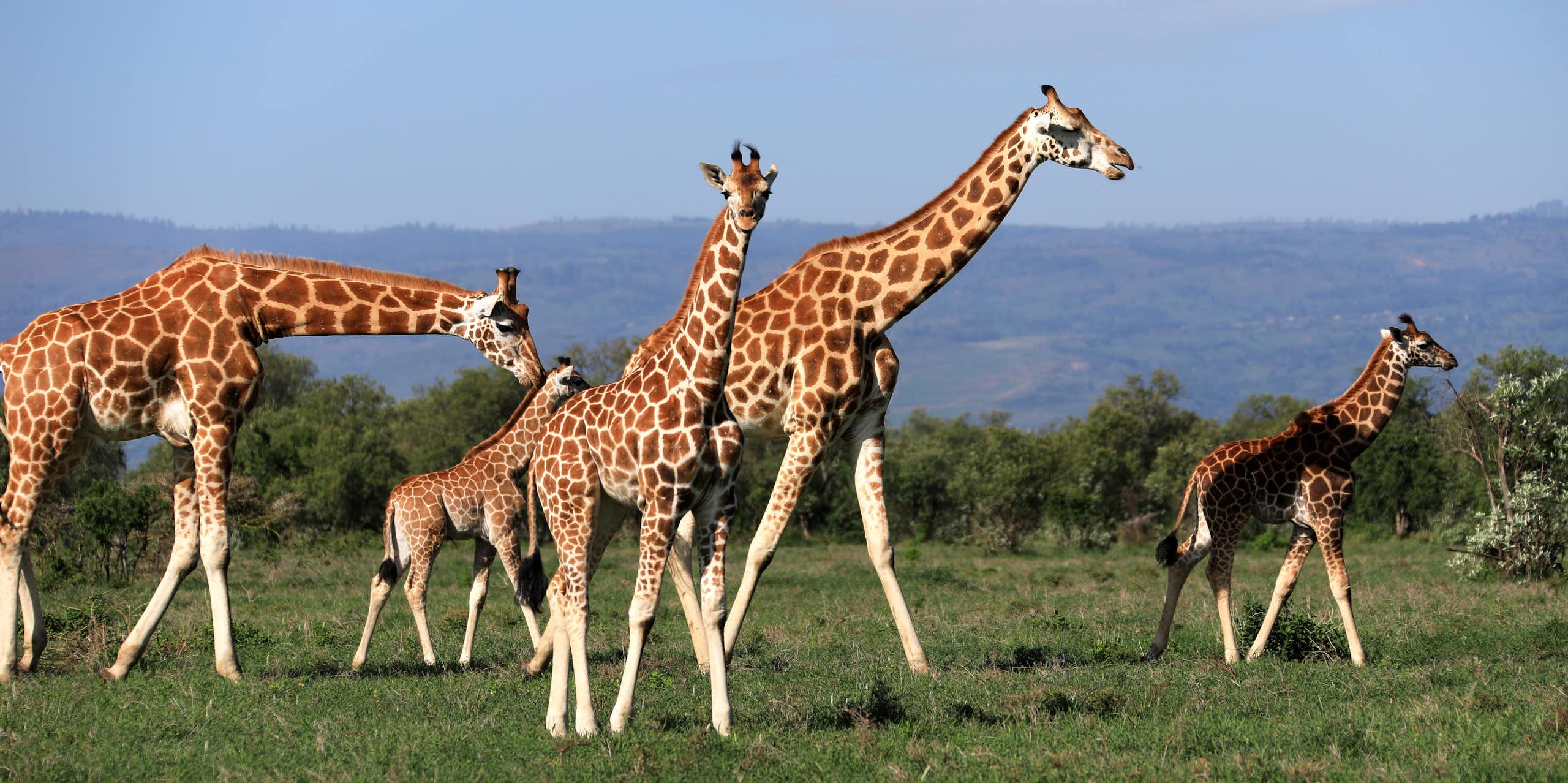 Five giraffes in a savanna landscape