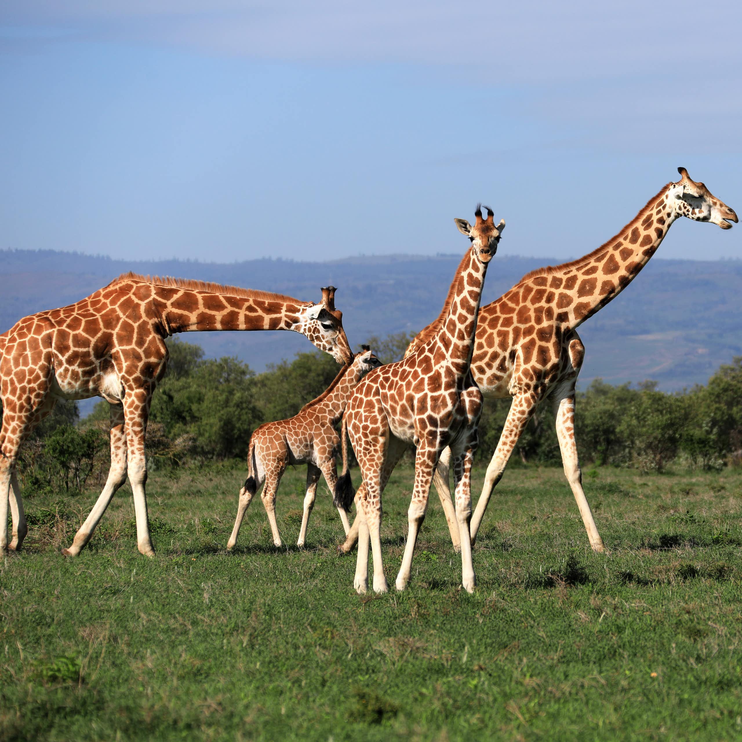 Five giraffes in a savanna landscape