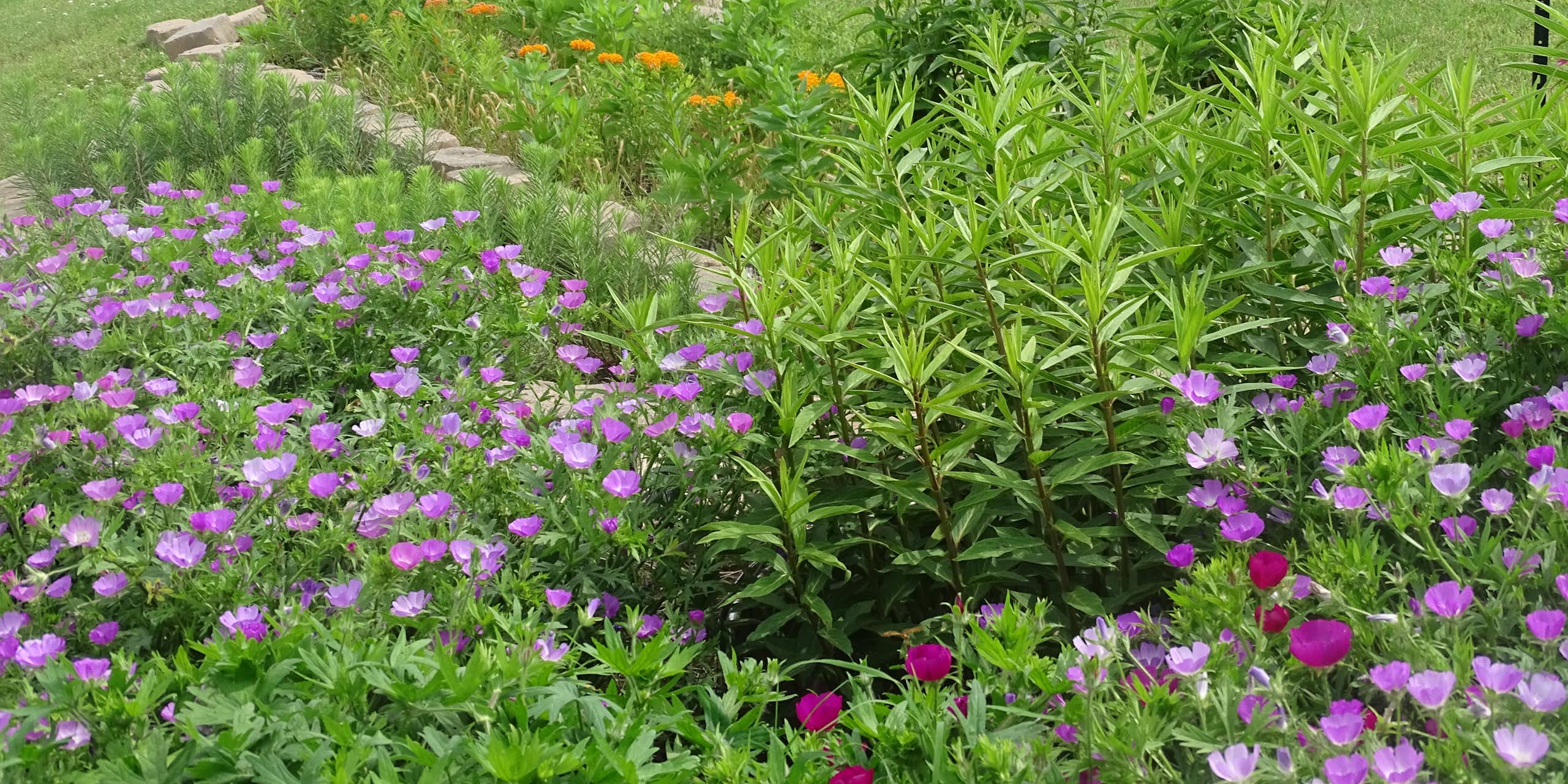 Flowering plants grouped together in a garden