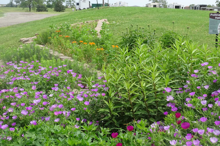 Flowering plants grouped together in a garden