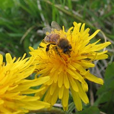 A bee covered with pollen grains crawls over a dandelion flower.