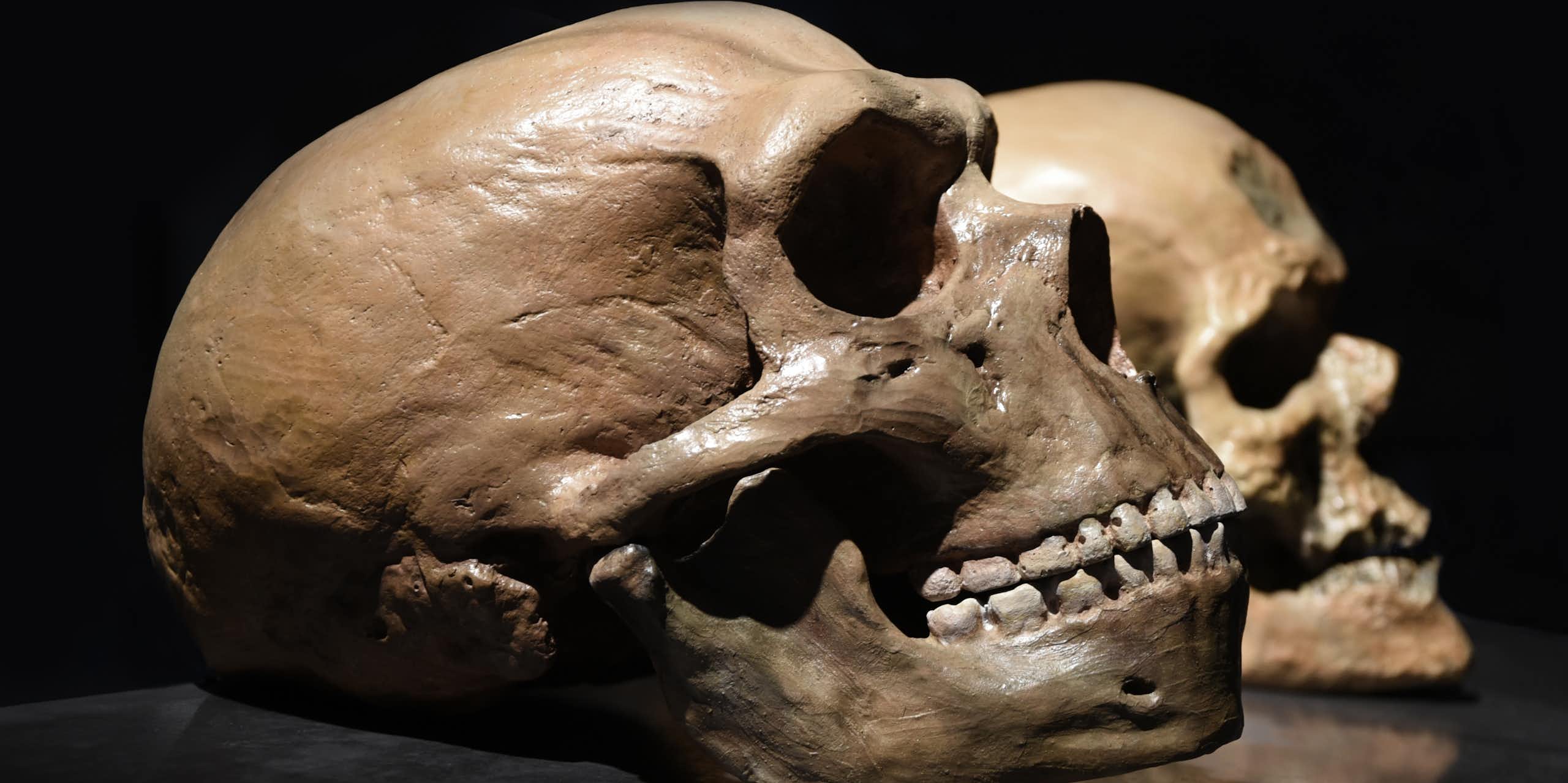 Neanderthal and modern human skulls.