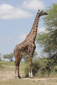 A male giraffe feeding from a tree.