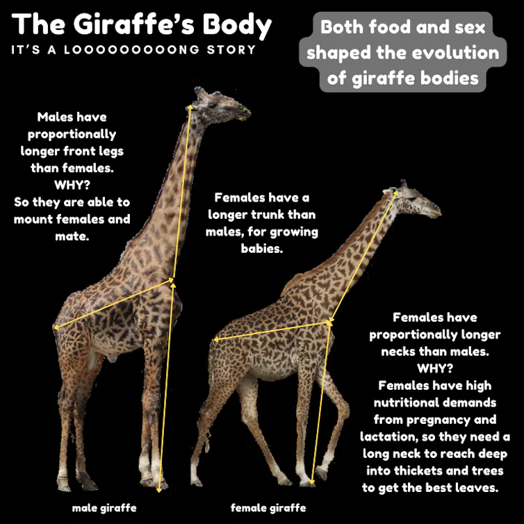 Um diagrama mostrando uma girafa macho, que é mais alta e tem um tronco mais curto, e uma girafa fêmea, que tem pernas mais curtas e um tronco mais longo.