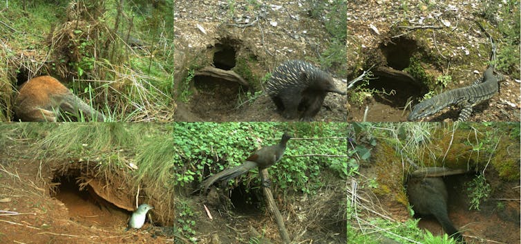 A composite image showing six different animals at wombat burrows (red-necked wallaby, short-beaked echidna, lace monitor, grey shrike-thrush, superb lyrebird, swamp wallaby)