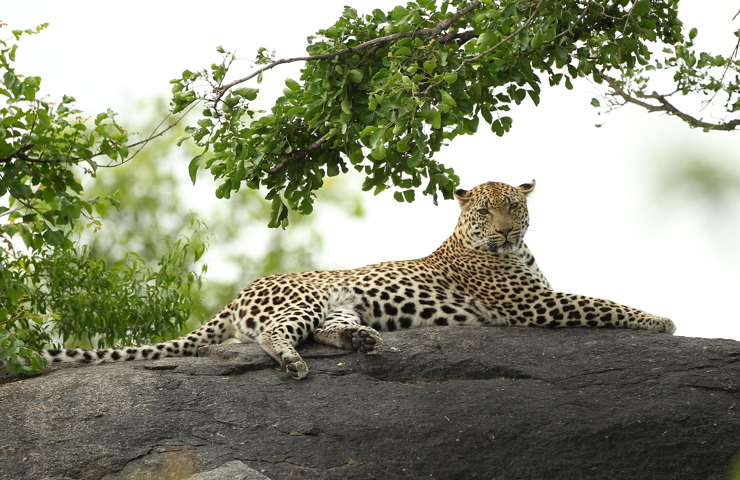 An adult leopard stretches out on a rock under a tree