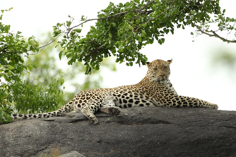 An adult leopard stretches out on a rock under a tree