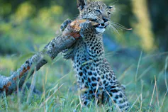 A leopard cub standing on its hind legs chewing a branch