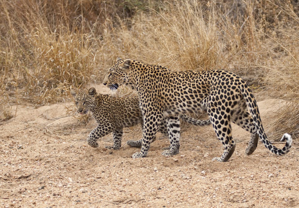Leopard DNA study in South Africa traces ancestry to ice age – and will ...