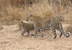 Female leopard (Panthera pardus) and cub walking along the sandy bed of a dried up seasonal river in Kruger National Park, South Africa