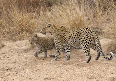 Female leopard (Panthera pardus) and cub walking along the sandy bed of a dried up seasonal river in Kruger National Park, South Africa