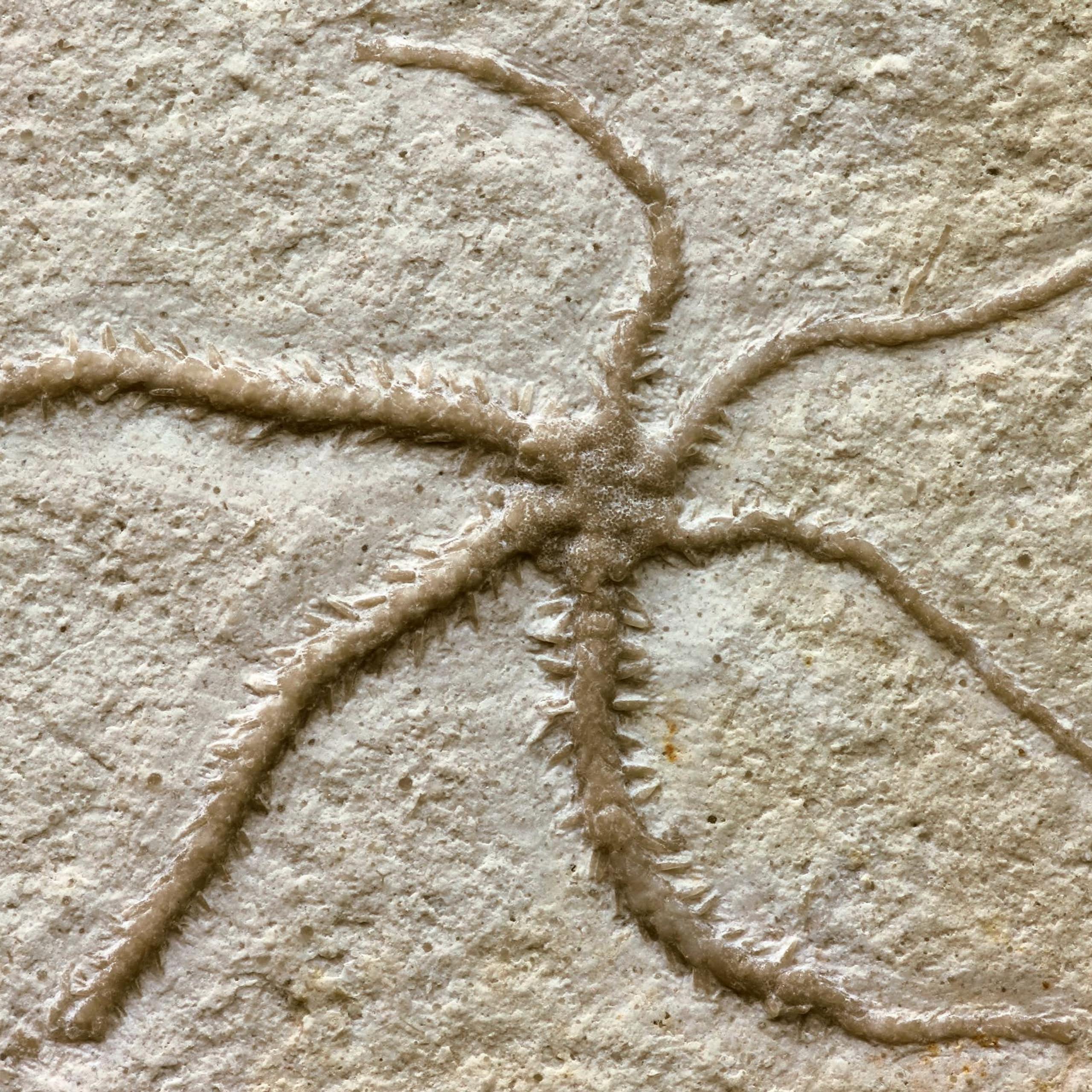 Brown outline of a thin starfish on rock