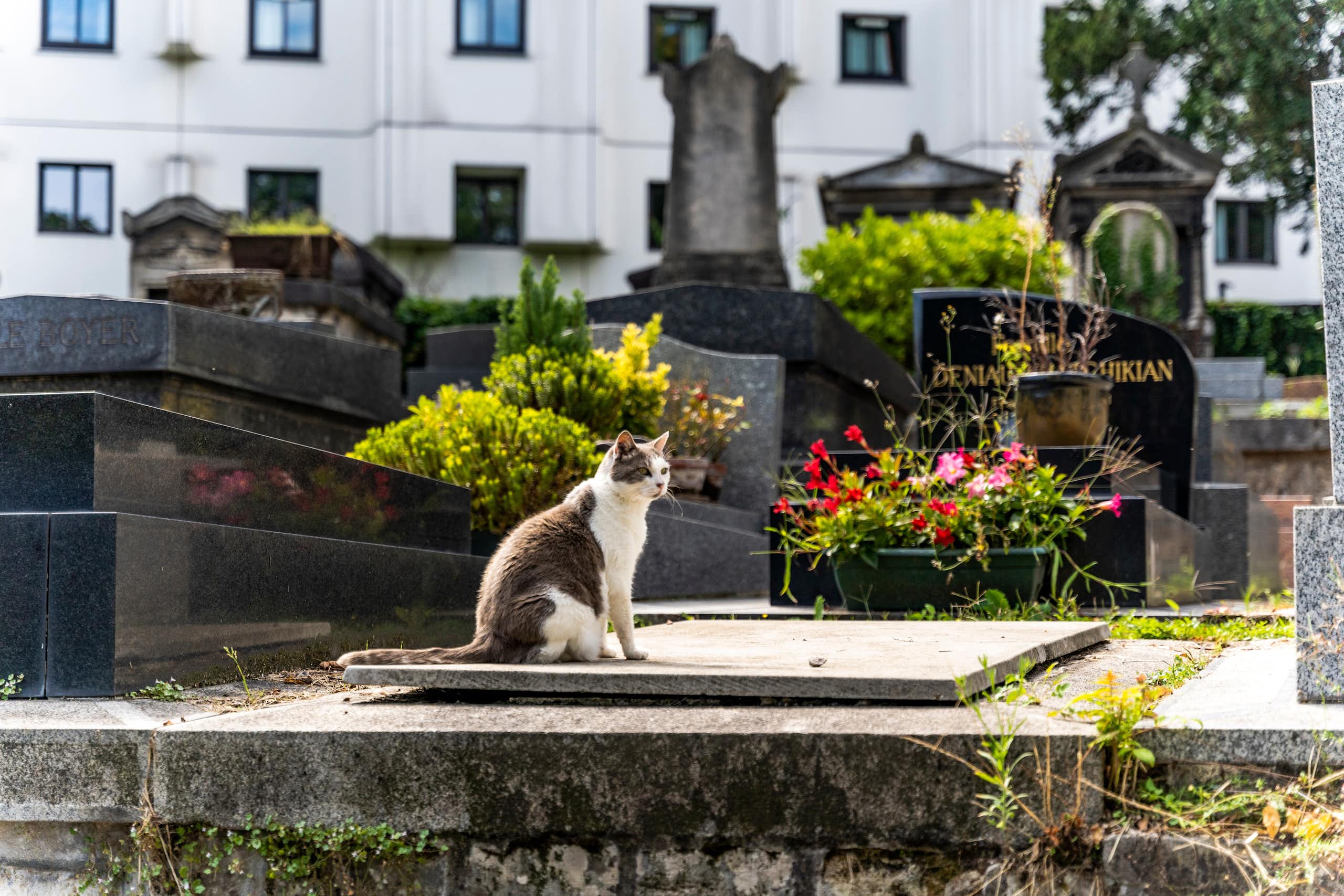 Un chat dans un cimetière parisien