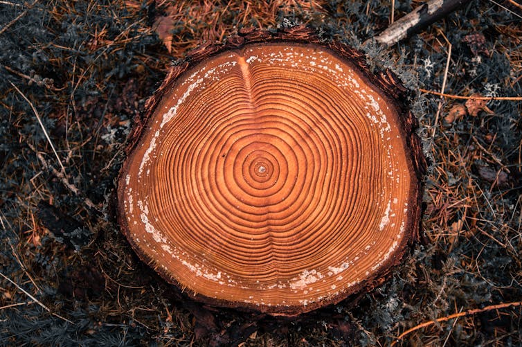 A tree stump with growth rings exposed.