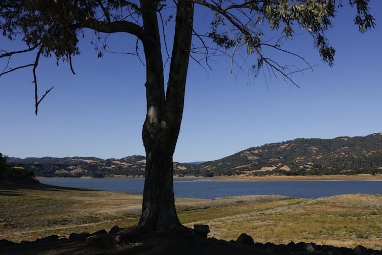 A tree with a shallow lake in the distance.