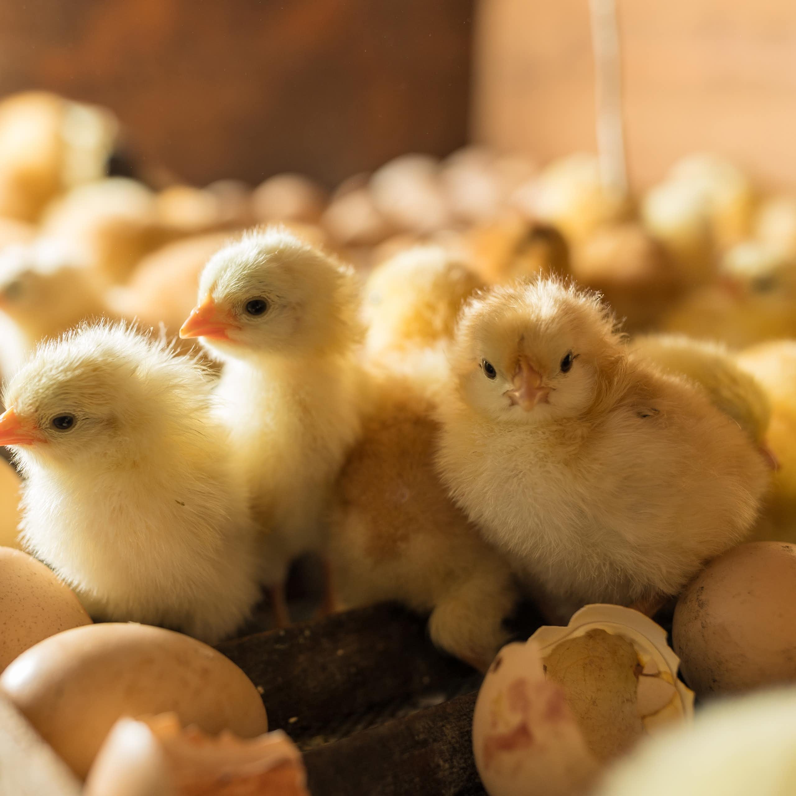 Fluffy chicks in incubator