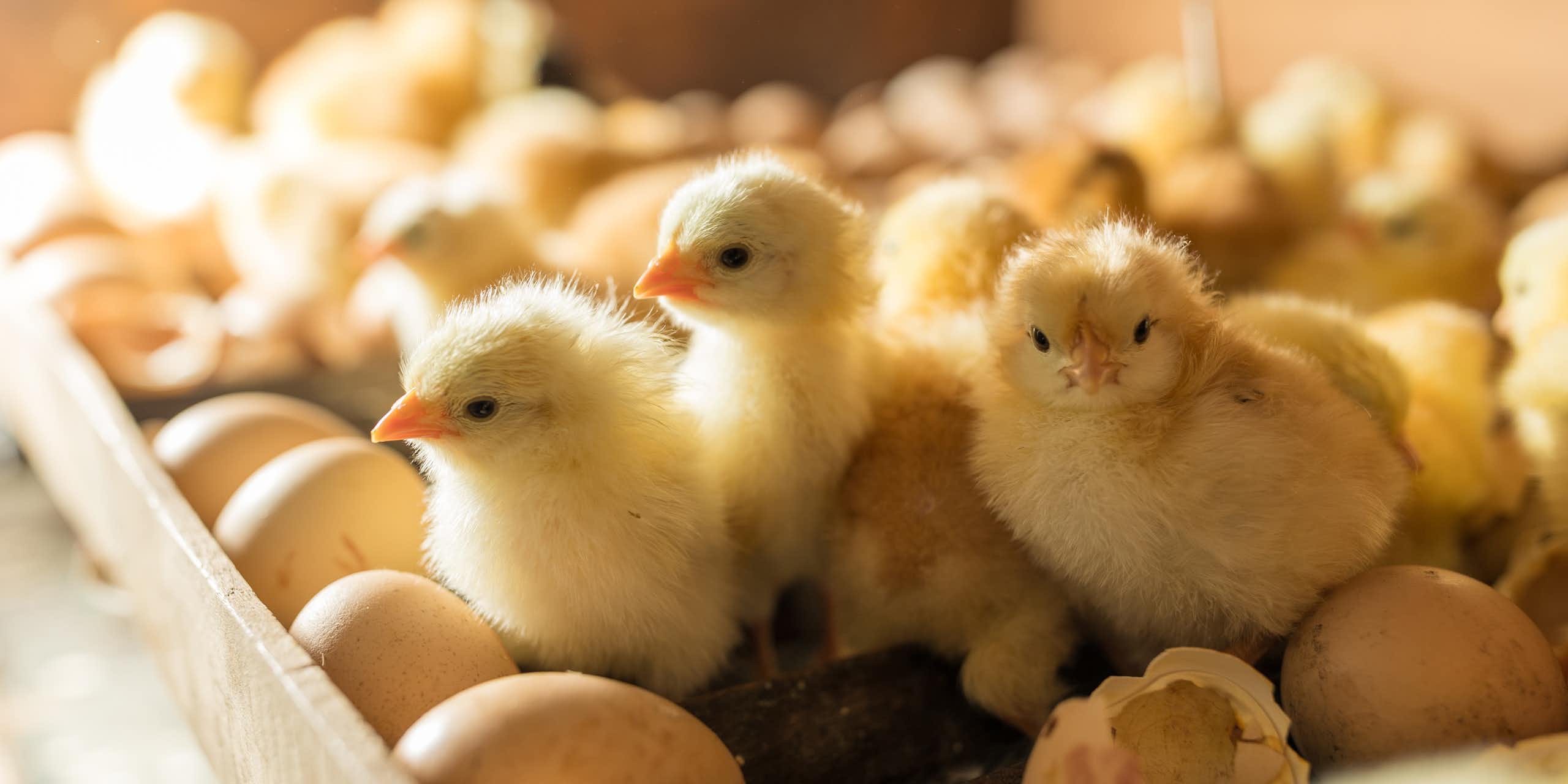 Fluffy chicks in incubator