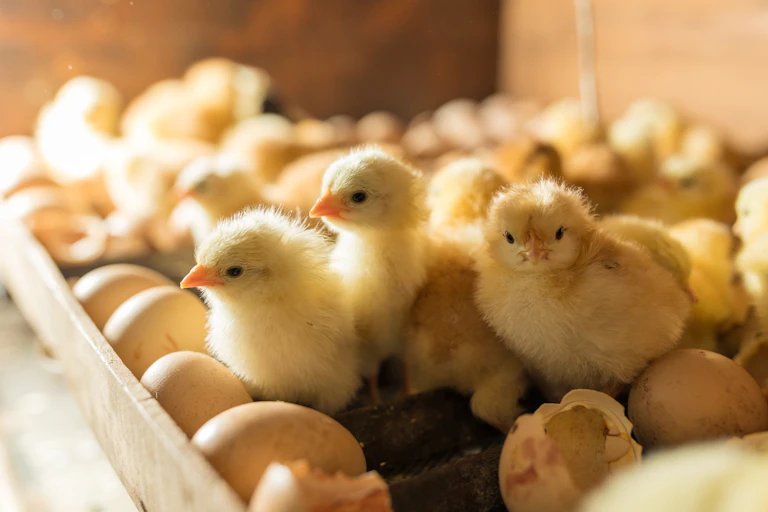 Fluffy chicks in incubator