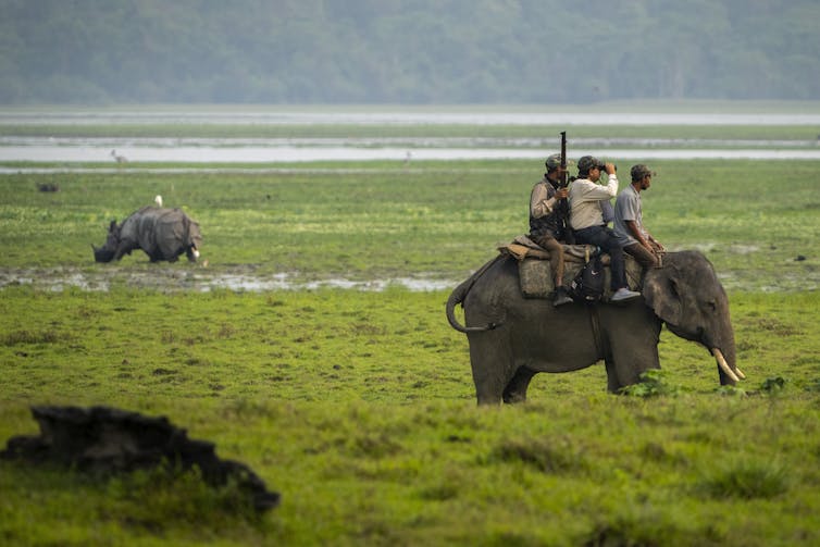 A group of men ride an elephant through a field.
