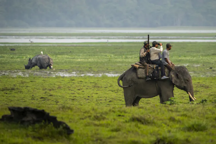 A group of men ride an elephant through a field.