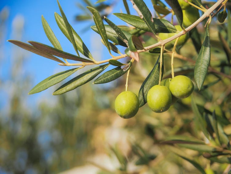 Green olives on tree