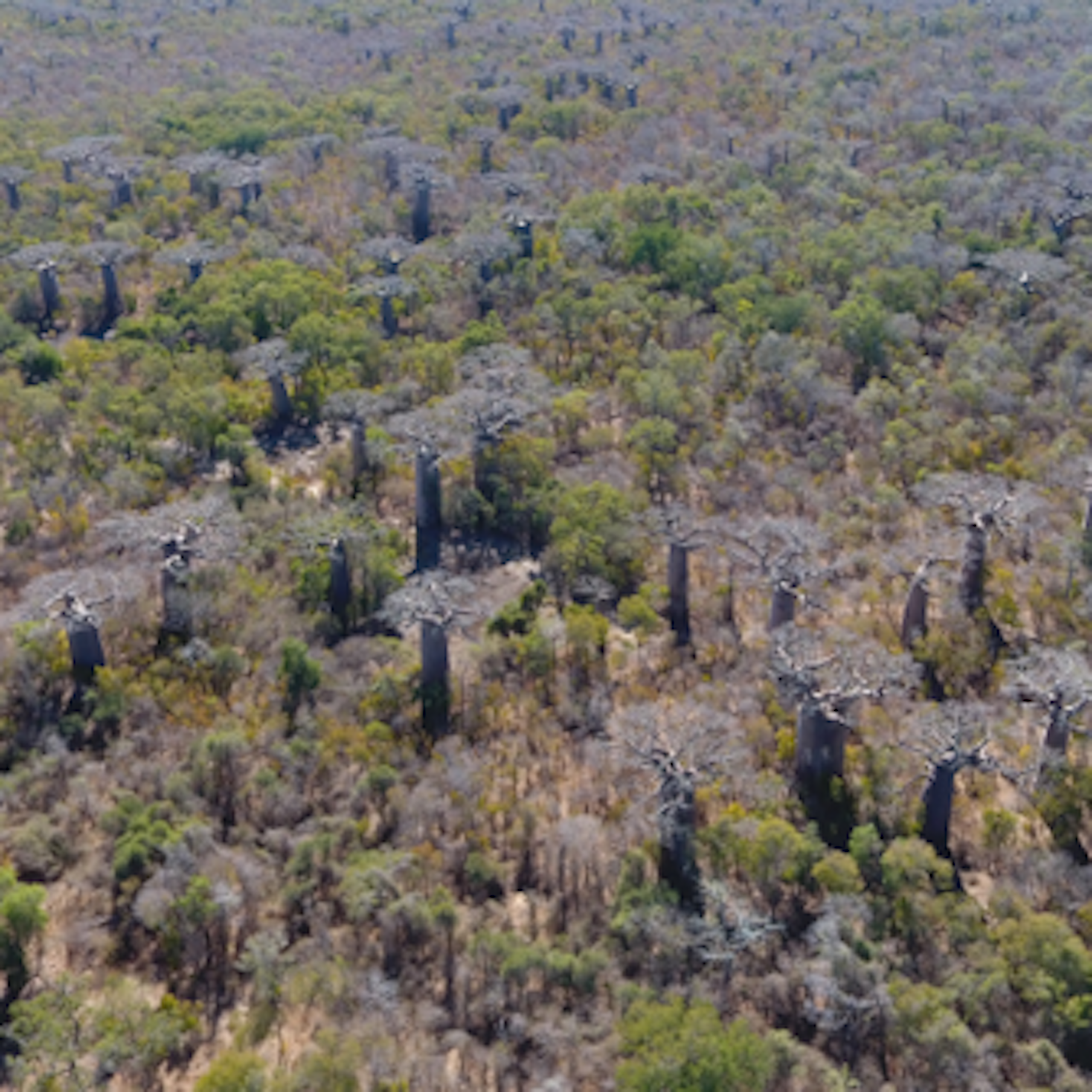 Les anciennes forêts de baobabs de Madagascar sont restaurées par les communautés, avec l'aide de l'intelligence artificielle