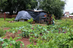 A garden of spinach, carrots, beetroot, chomolia, cabbage and baby marrow in Soweto, South Africa.