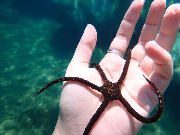 Close up of brown brittle star in women's hand