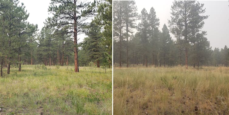 Side-by-side photos show the air was smoky, similar to a foggy or smoggy day, but no so think that you can't see the forest ahead.