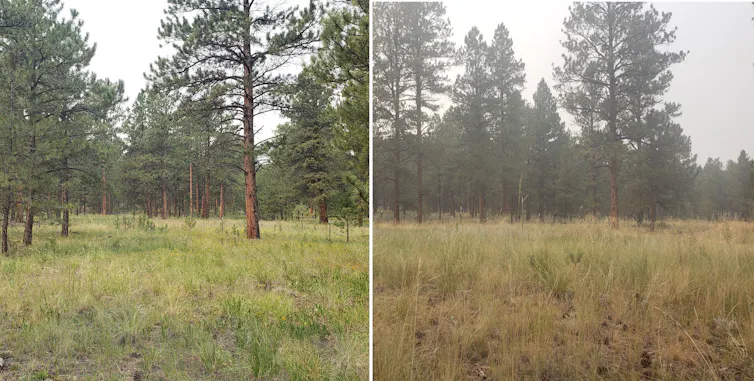 Side-by-side photos show the air was smoky, similar to a foggy or smoggy day, but no so think that you can't see the forest ahead.
