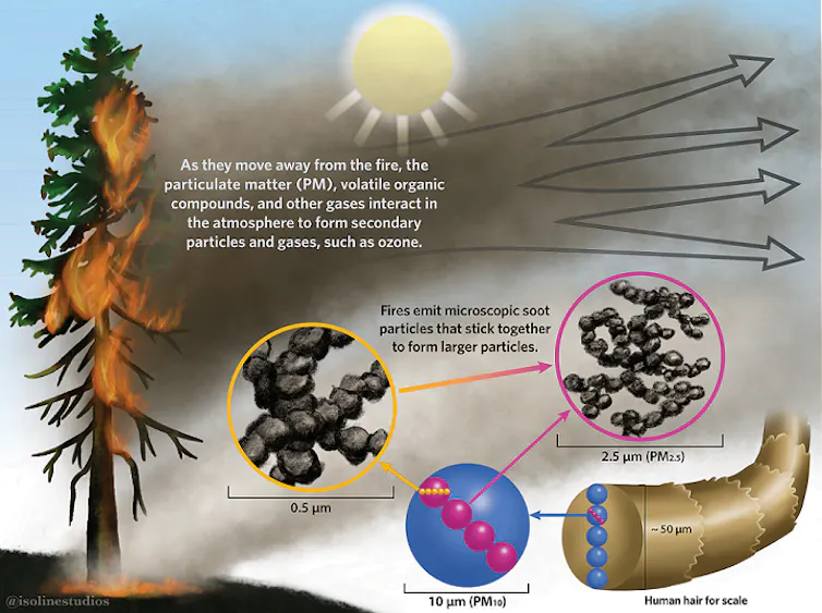 Illustration of a burning tree with particles showing their size.
