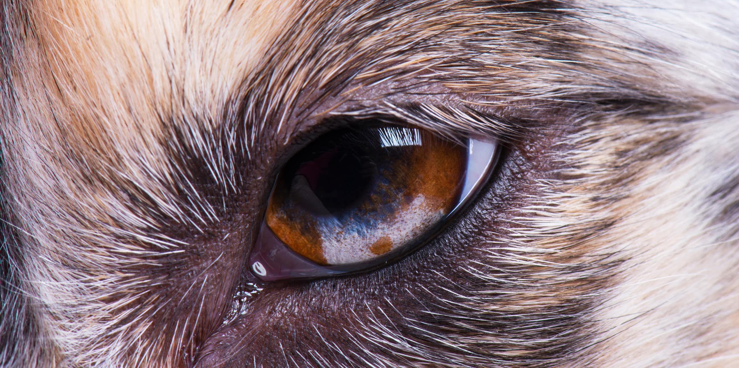 Close up of dog's eye showing white eyelid in corner