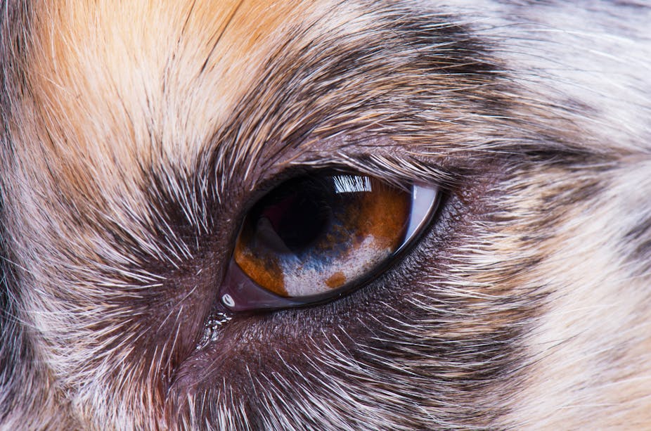 Close up of dog's eye showing white eyelid in corner