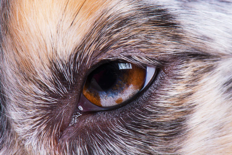 Close up of dog's eye showing white eyelid in corner