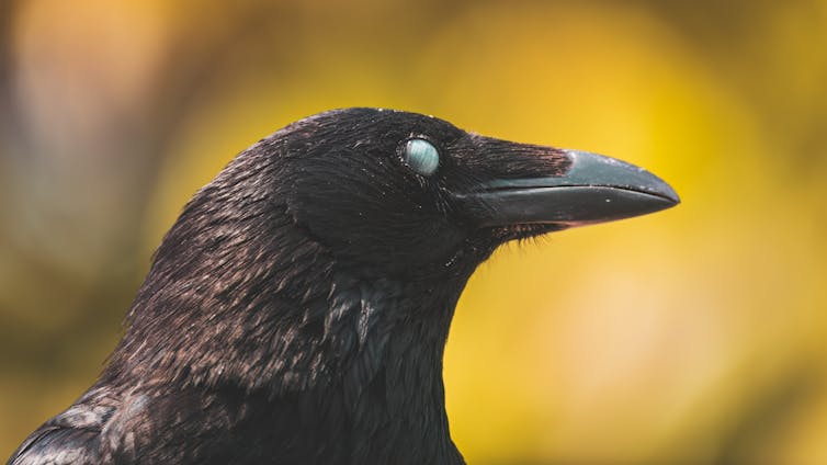 mysterious looking crow with visible third eyelid
