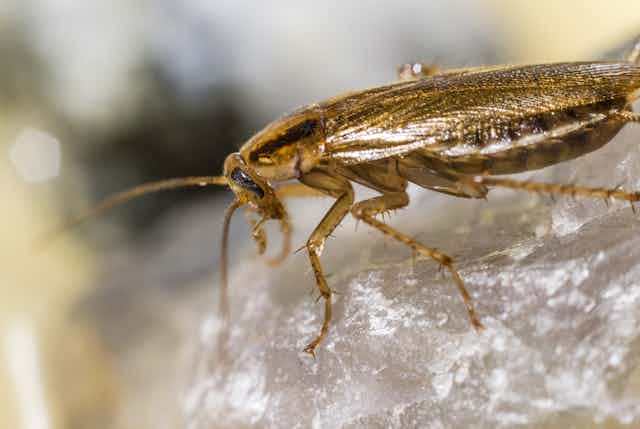 Portrait of a German cockroach (Blattella germanica), side profile