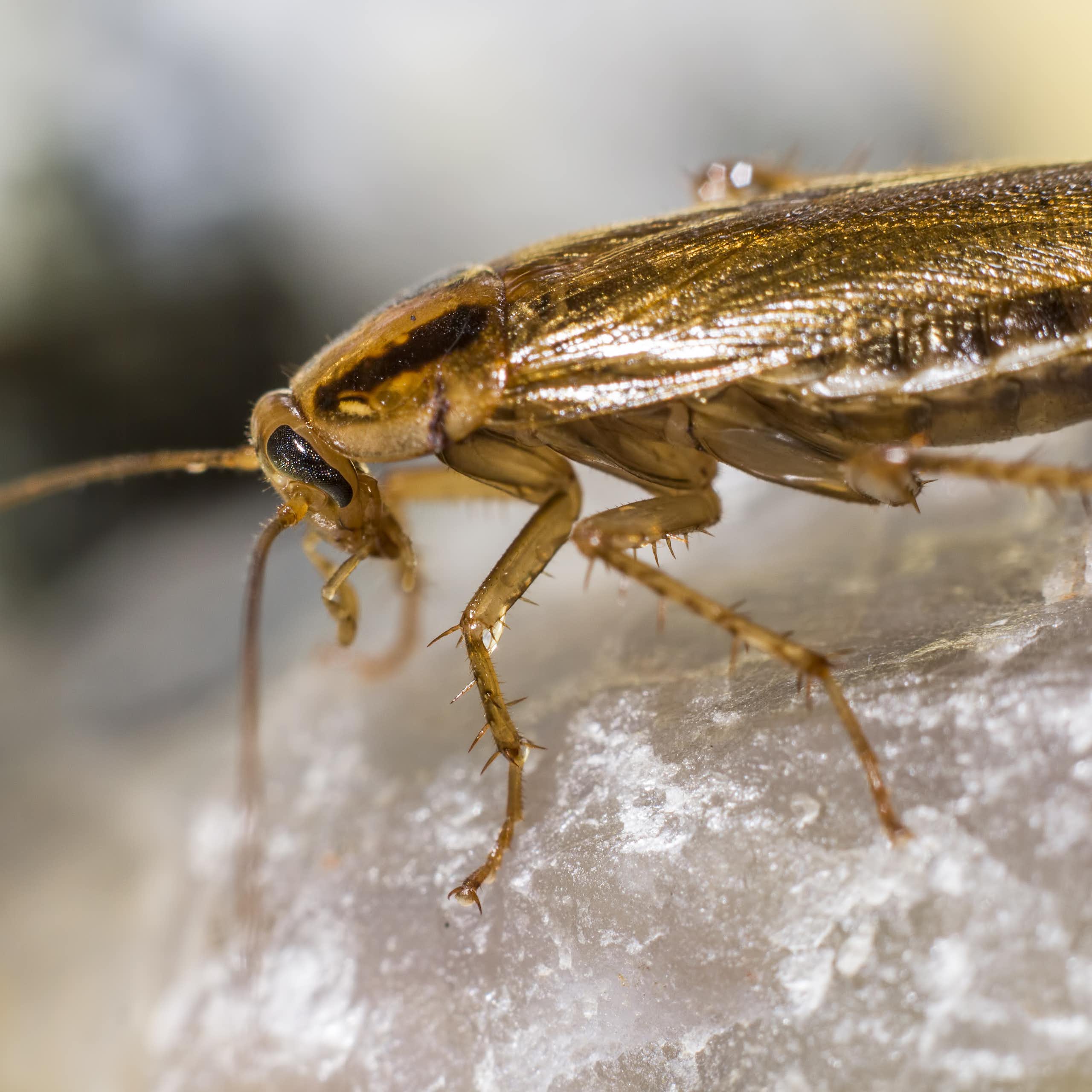 Portrait of a German cockroach (Blattella germanica), side profile