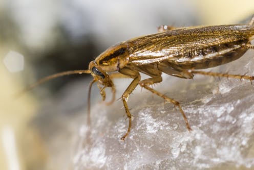 revealing the true origins of the not-so-German cockroach