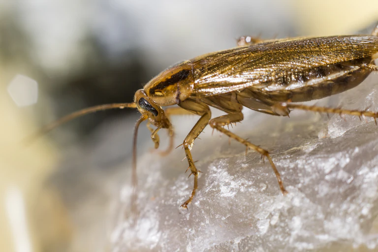 Portrait of a German cockroach (Blattella germanica), side profile