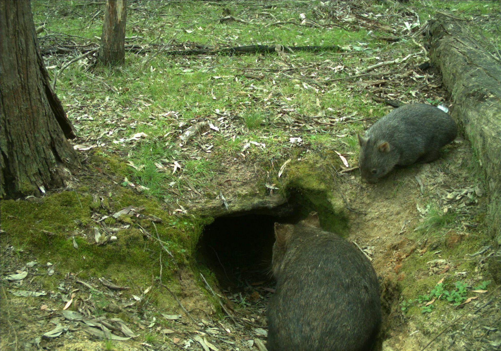 Cameras reveal wombat burrows can be safe havens after fire and waterholes after rain