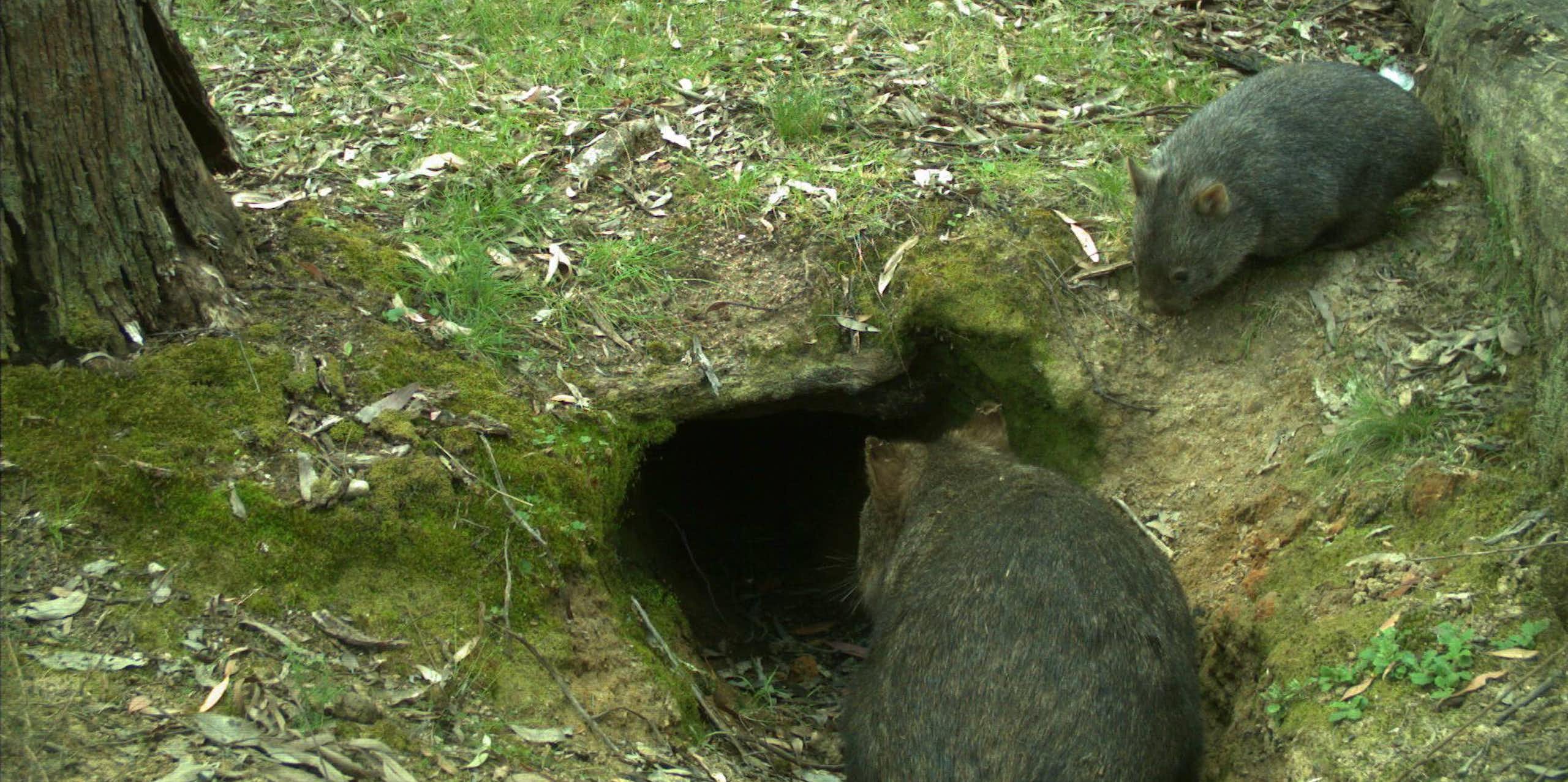 Two common wombats near the entrance of a burrow