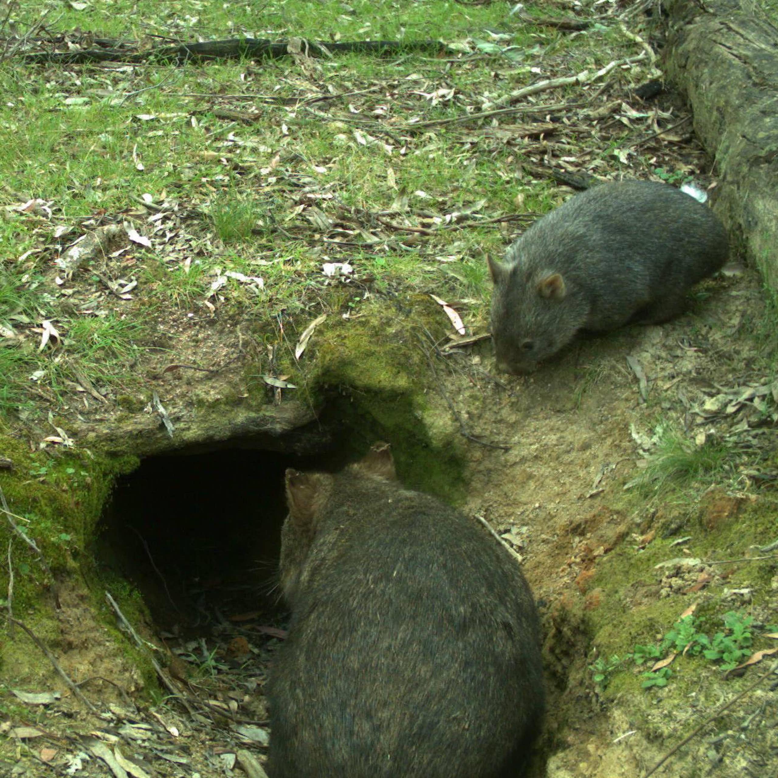 Two common wombats near the entrance of a burrow