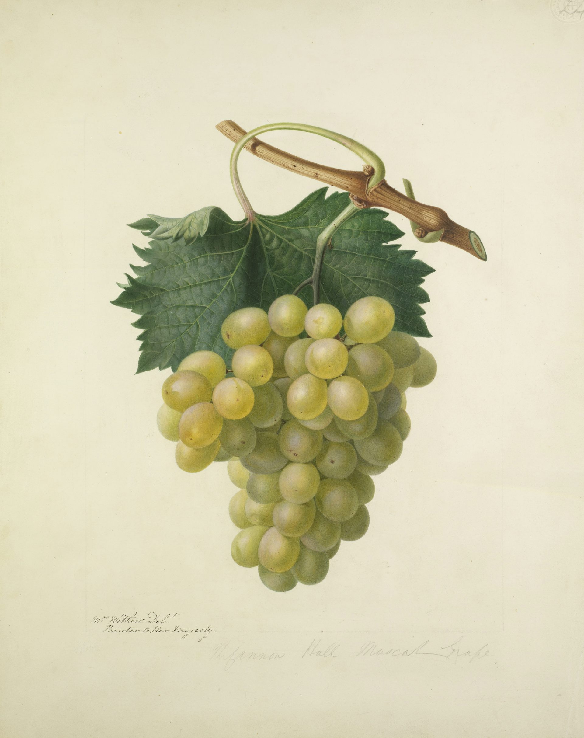 Green grapes on the vine