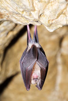 A greater horseshoe bat hangs upside down in its roost.
