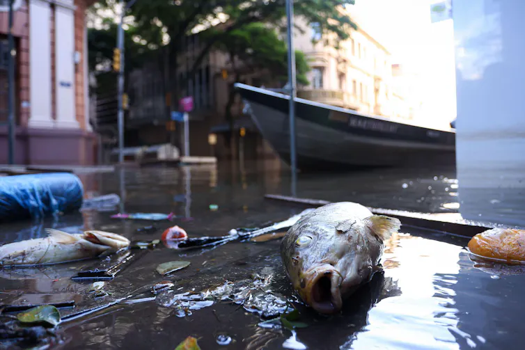 Fish in flooded street
