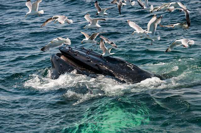 A humpback whale emerging from the sea surrounded by gulls.