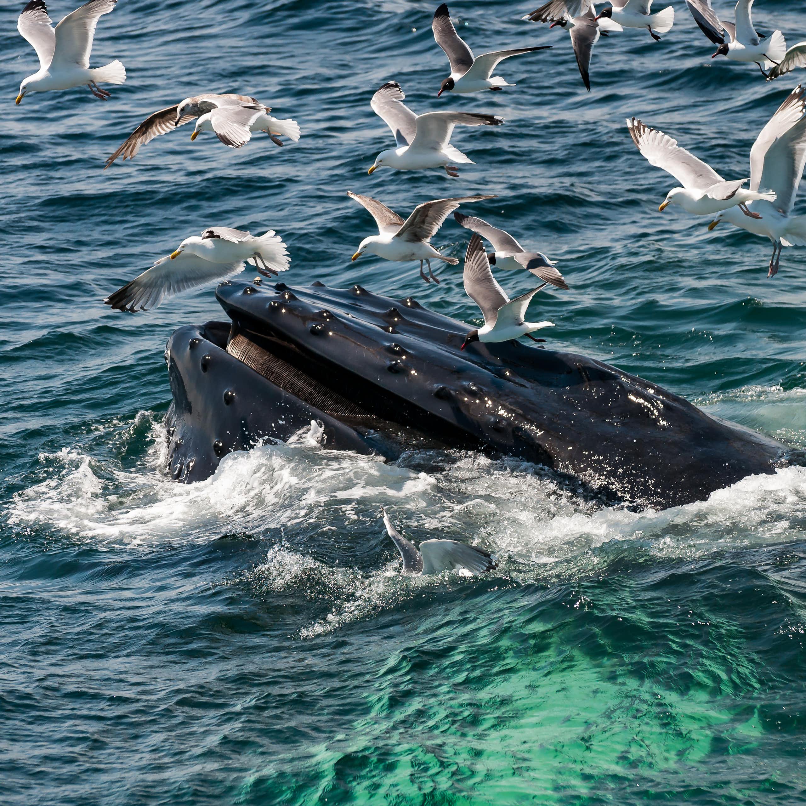 A humpback whale emerging from the sea surrounded by gulls.