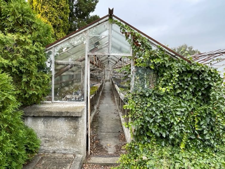 A greenhouse covered in overgrown plants.